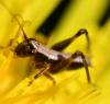 Pholidoptera griseoaptera